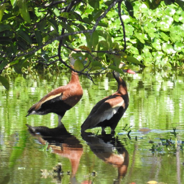 Black-bellied Whistling Ducks