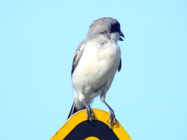 Loggerhead Shrike