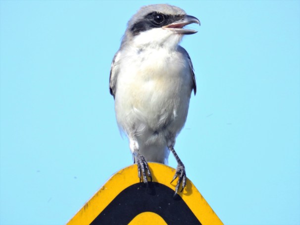 Loggerhead Shrike