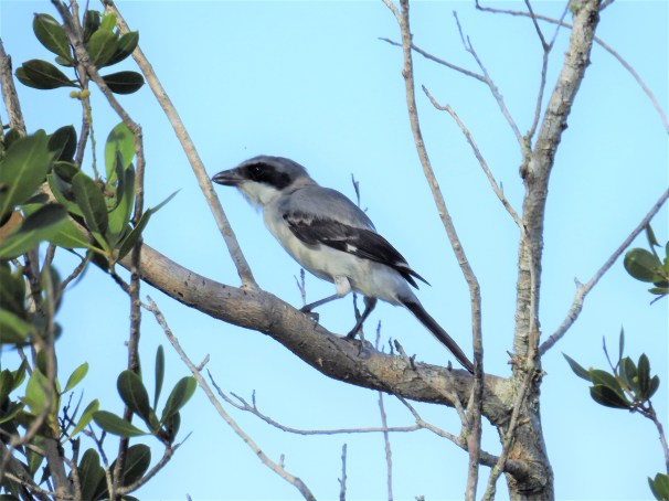 Loggerhead Shrike