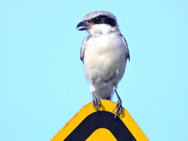 Loggerhead Shrike