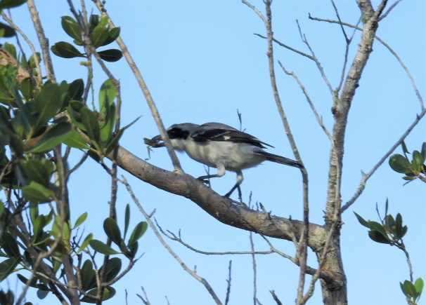 Loggerhead Shrike