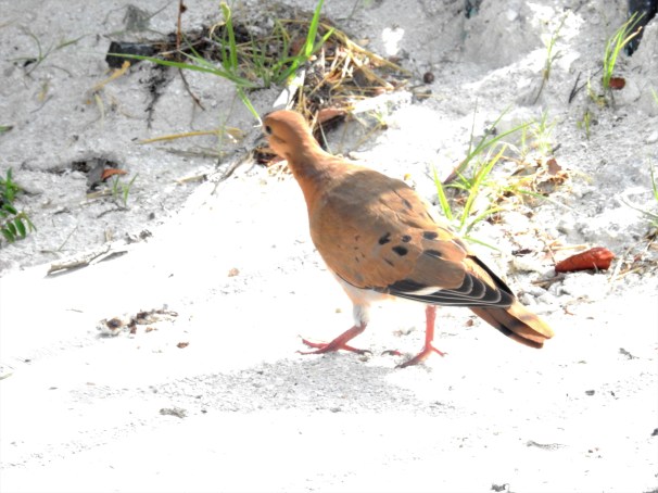 Zenaida Dove