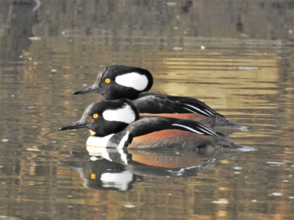 Hooded Mergansers (Males)