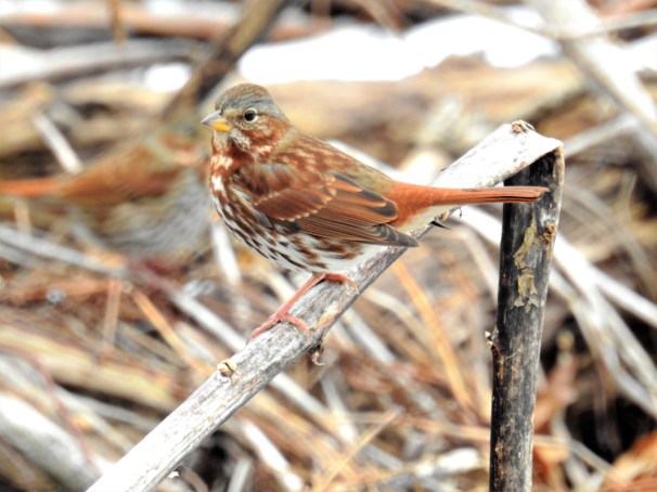 Fox Sparrow