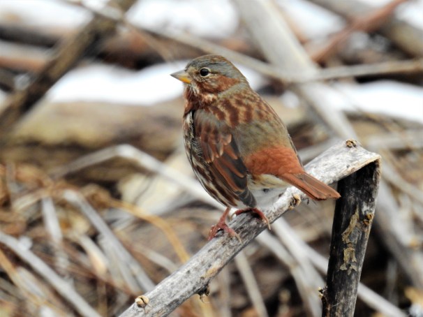 Fox Sparrow