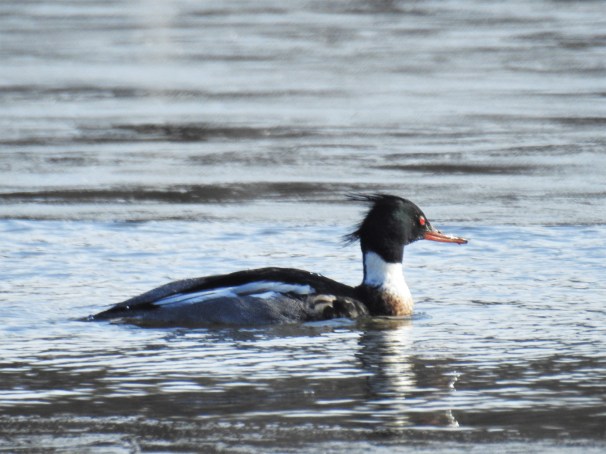 Red-breasted Merganser (Male)