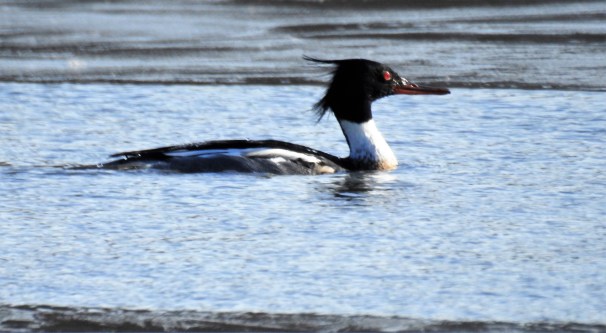 Red-breasted Merganser (Male)