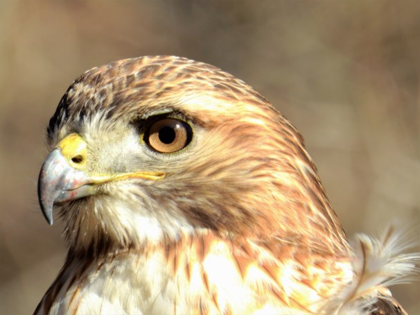 Red-tailed Hawk Portrait