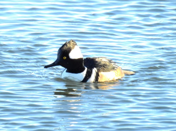 Hooded Merganser