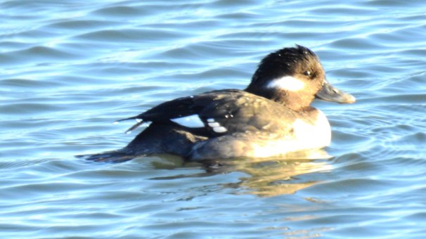Bufflehead (Female)