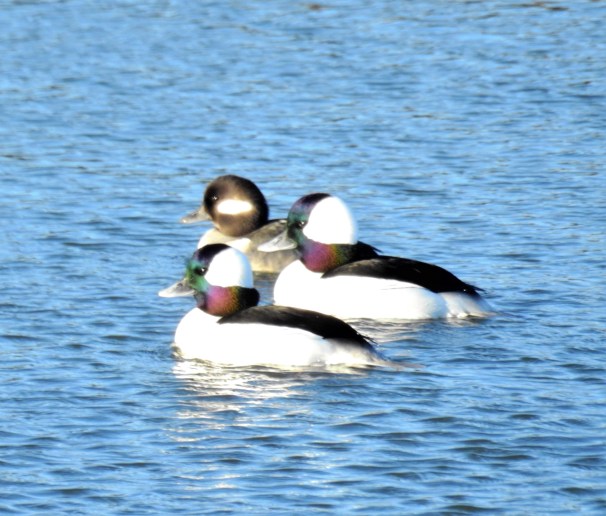 Buffleheads