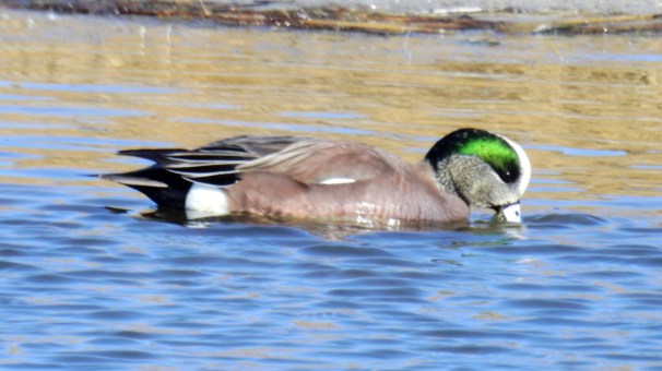 American Wigeon (Male)