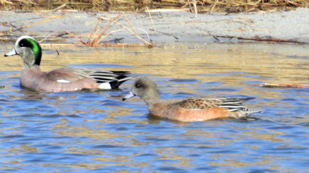 A pair of American Wigeons