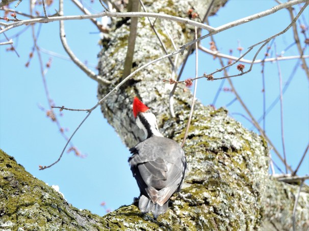 Pileated Woodpecker