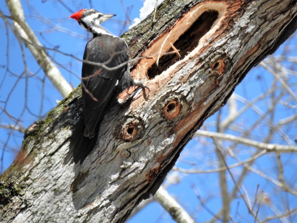 Pileated Woodpecker