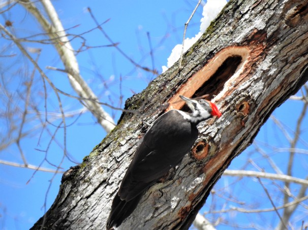 Pileated Woodpecker