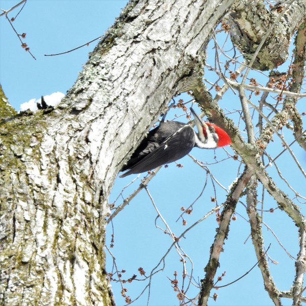Pileated Woodpecker