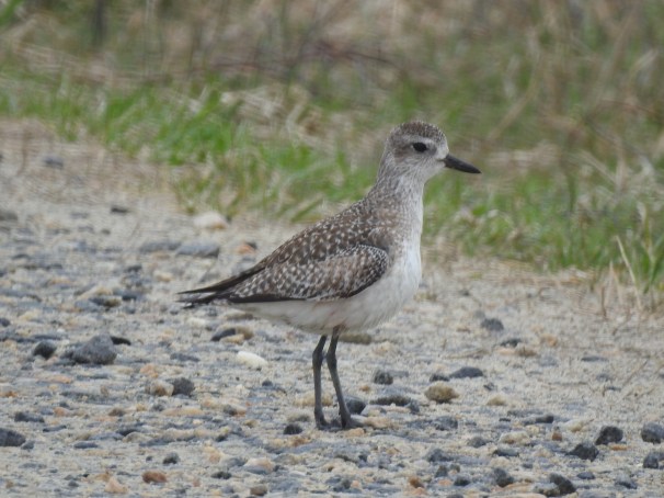 Black-bellied Plover/ Grey Plover
