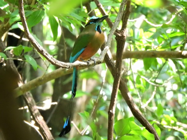 Turquoise-browed Motmot in Mexico.