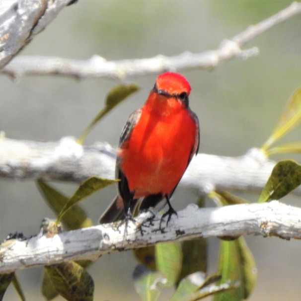 Vermilion Flycatcher in Belize.