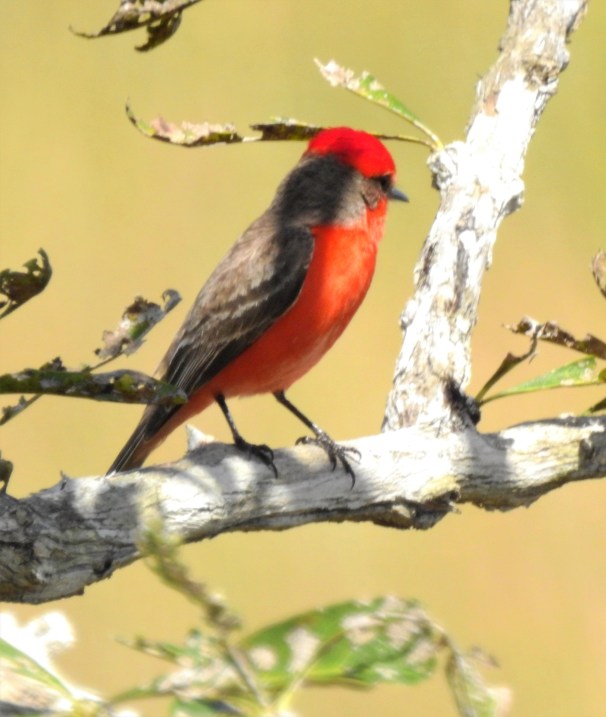 Vermilion Flycatcher in Belize.