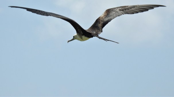 Magnificent Frigatebird (Female)