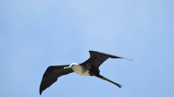 Magnificent Frigatebird (Female)