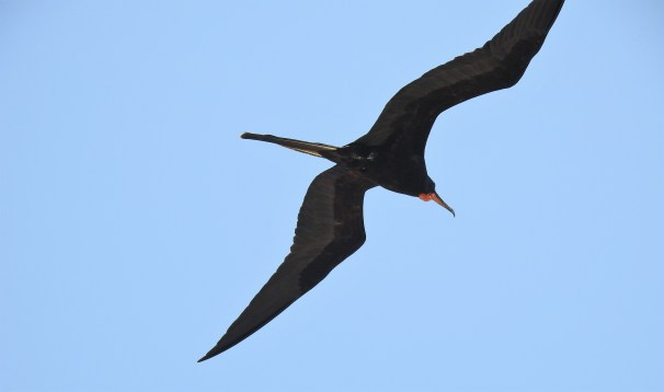 Magnificent Frigatebird (Male)
