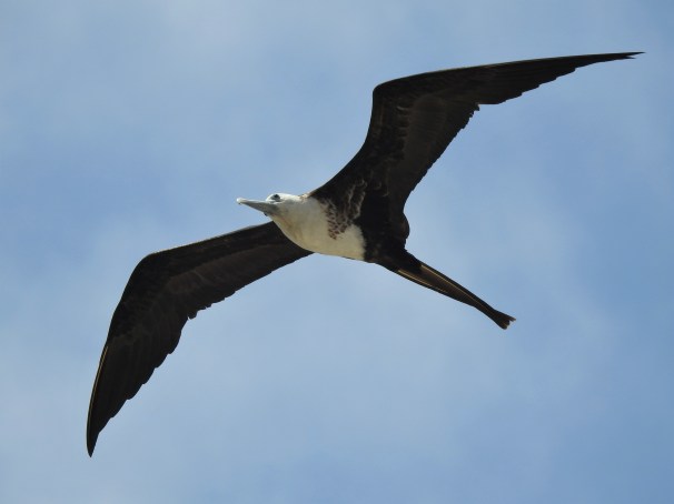 Magnificent Frigatebird (Female), Mexico Birds, Costa Maya,