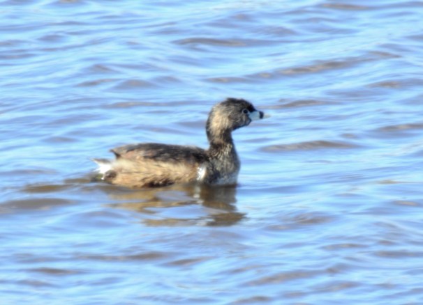 Pied-bill Grebe