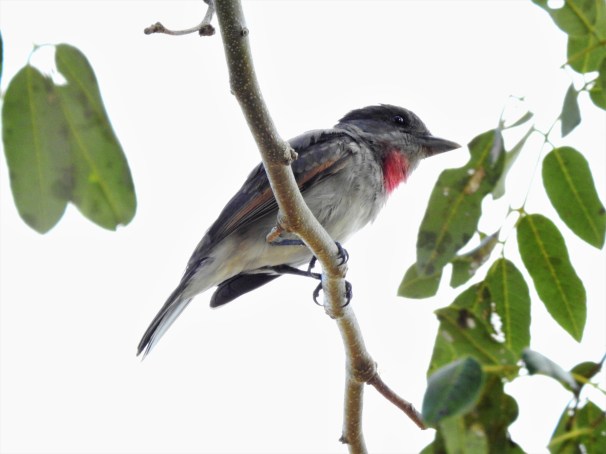 Male Rose-throated Becard in Costa Maya, Mexico.