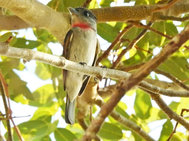 Male Rose-throated Becard in Costa Maya, Mexico.