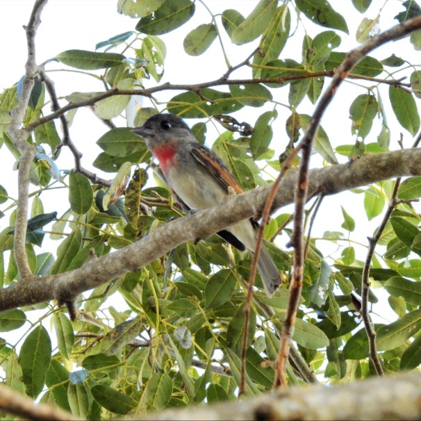 Male Rose-throated Becard in Costa Maya, Mexico.