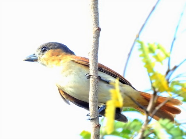 Female Rose-throated Becard in Costa Maya, Mexico.