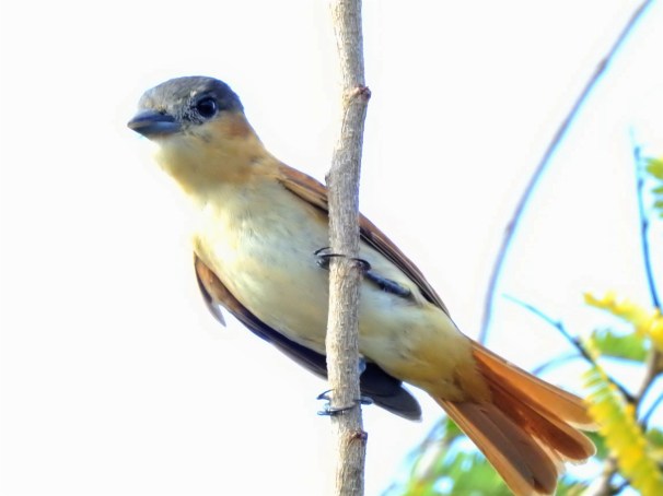 Female Rose-throated Becard in Costa Maya, Mexico.