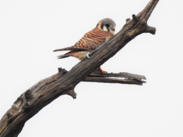 American Kestrel in Delaware.
