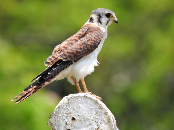 American Kestrel in Jamaica.