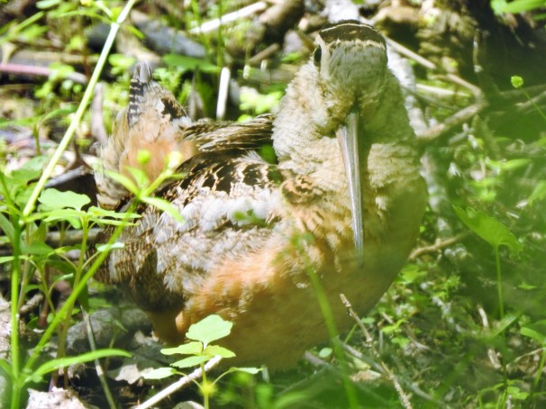 American Woodcock at Magee Marsh in Ohio.