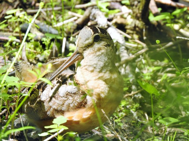 American Woodcock at Magee Marsh in Ohio.
