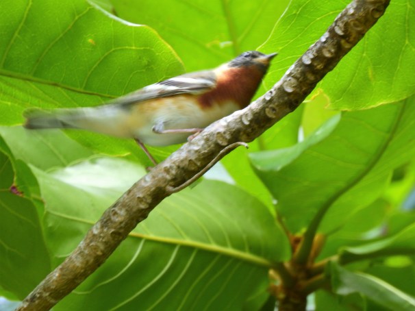 Bay-breasted Warbler in Roatan, Honduras.