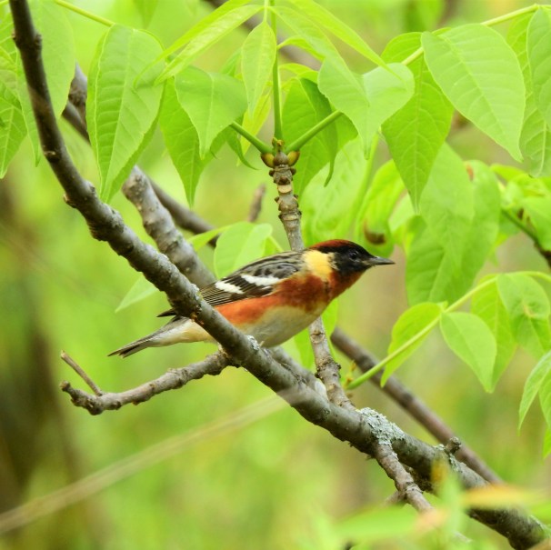 Bay-breasted Warbler at Magee Marsh in Ohio.