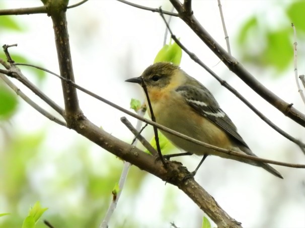 Bay-breasted Warbler (Female) in Ohio.
