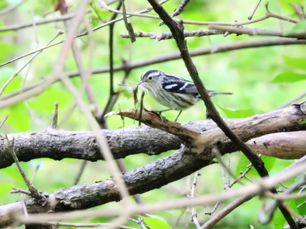 Black-and-white Warbler at Magee Marsh in Ohio.