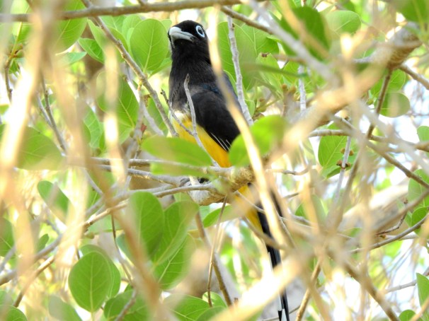 Black-headed Trogon in Costa Maya, Mexico.