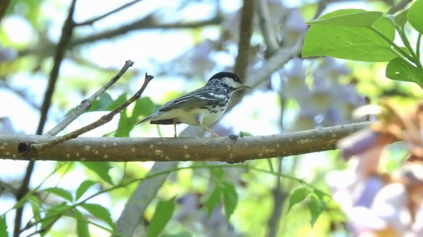 Blackpoll Warbler in Pennsylvania.