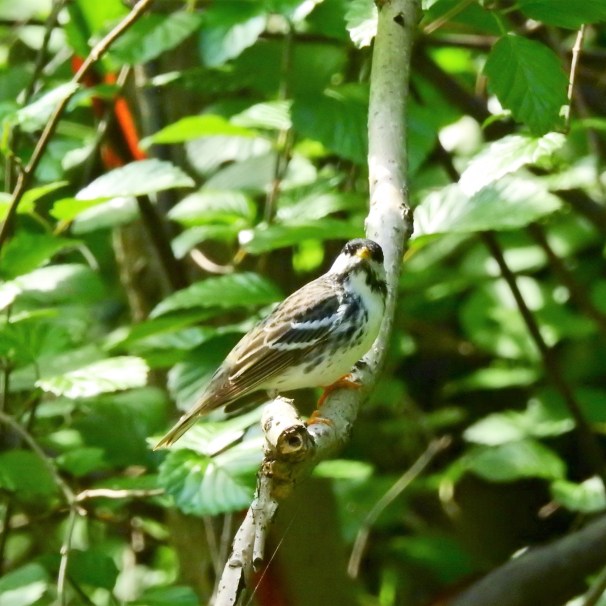 Blackpoll Warbler in Pennsylvania.