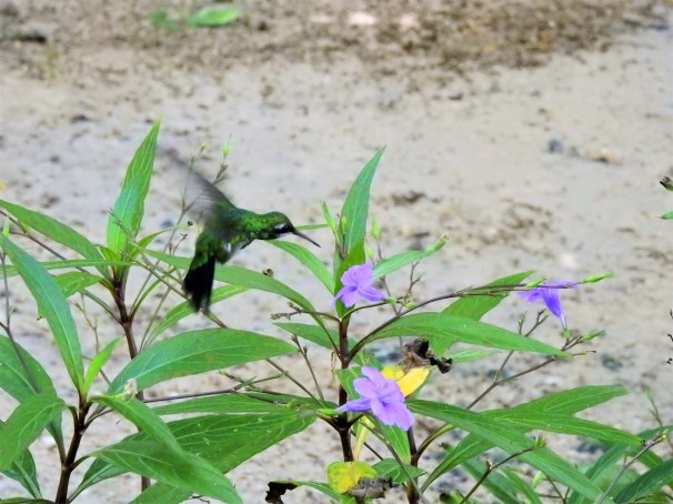 Canivet's Emerald In Roatan, Honduras.