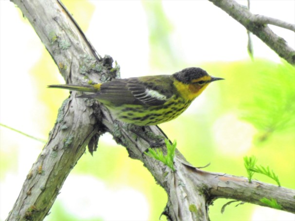 Cape May Warbler at Magee Marsh in Ohio.