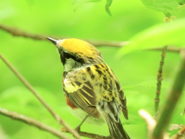 Chestnut-sided Warbler at Magee Marsh in Ohio.